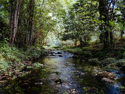 Forest Creek Estates